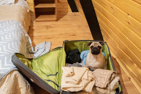 Co si sbalit na dovolenou se psem?